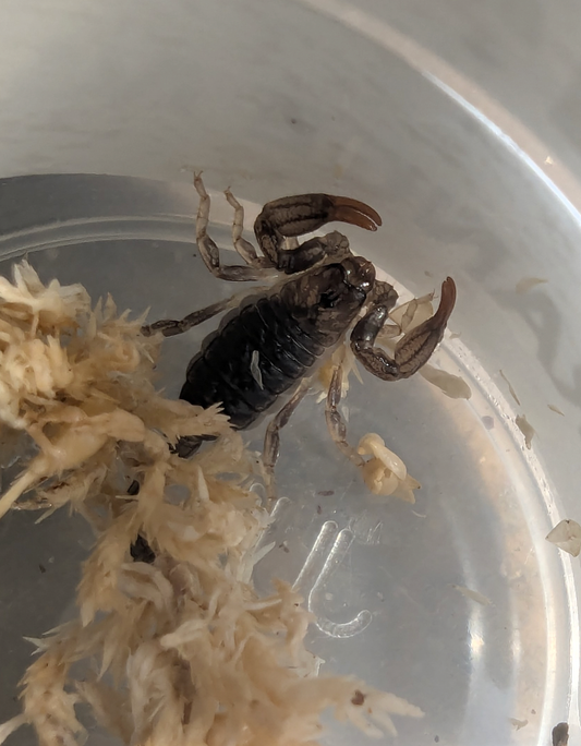 Black Rock Scorpions (Urodacus manicatus) Orange locale
