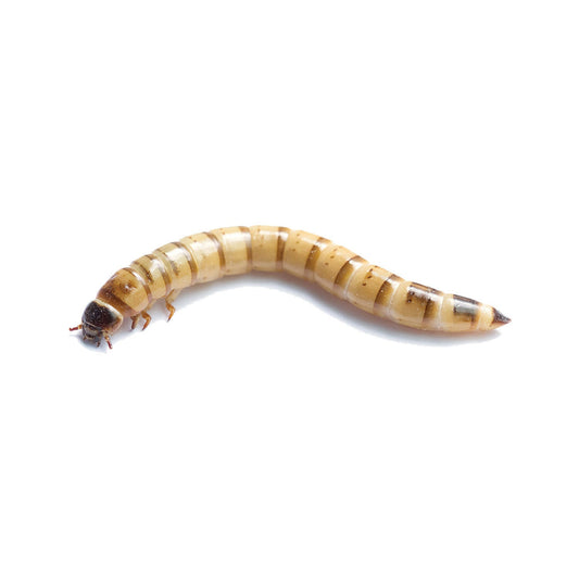 Pisces Live Food Giant Mealworms