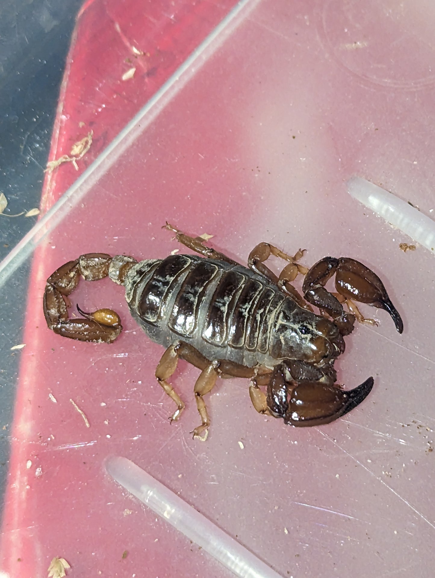 Black Rock Scorpion (Urodacus Manicatus)