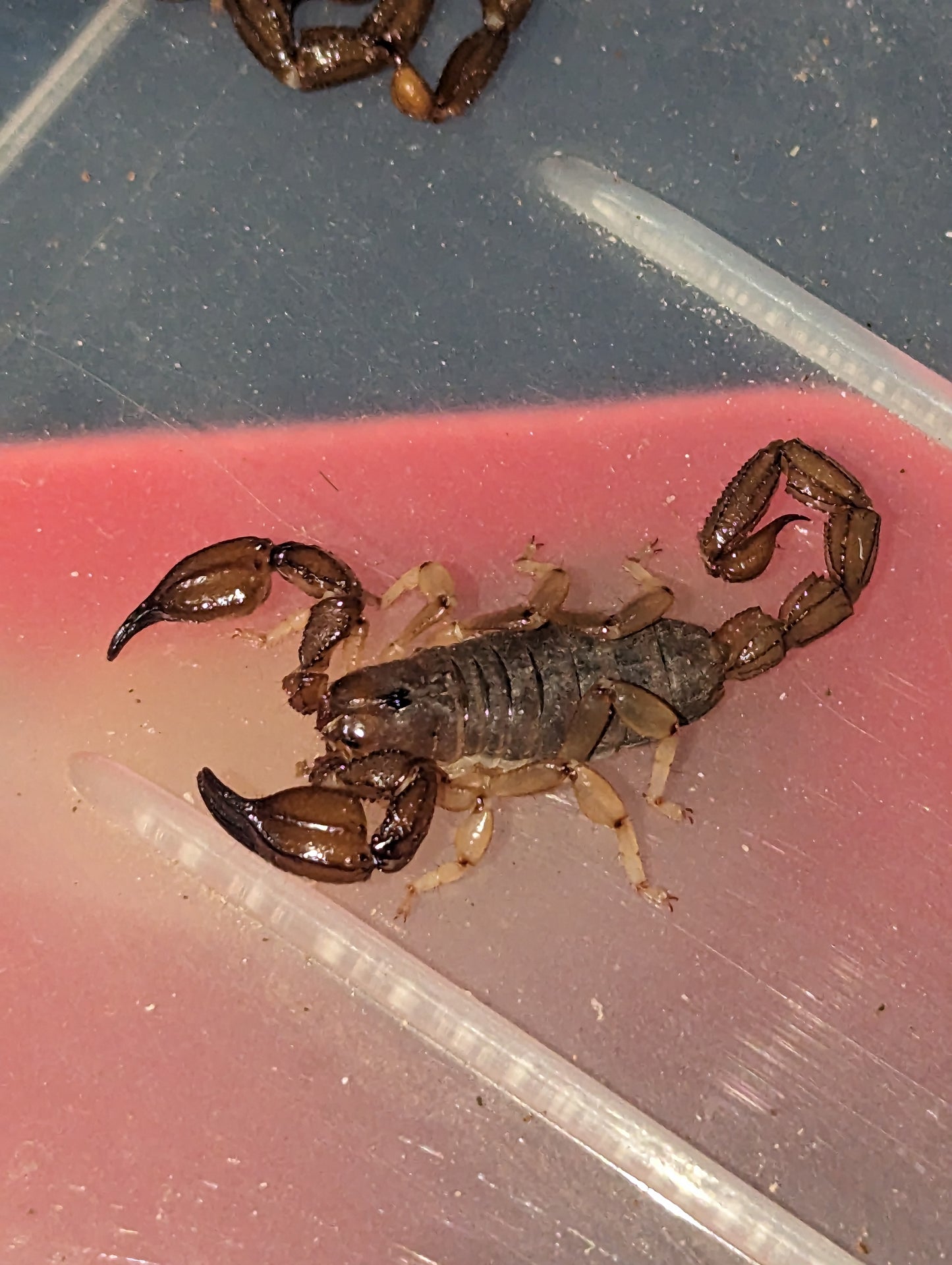 Black Rock Scorpion (Urodacus Manicatus)