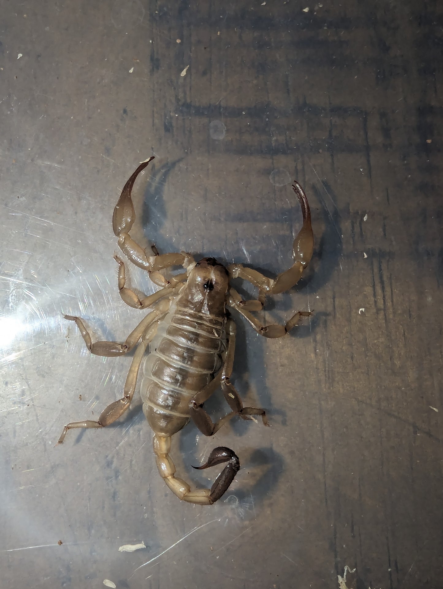 DESERT SCORPION (Urodacus yaschenkoi)