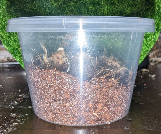 100ml Round Sling Enclosure with substrate & sphagnum moss