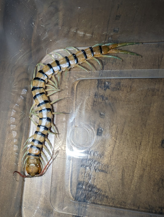 Blue-tailed Desert Centipede (Scolopendra morsitans SA locale)