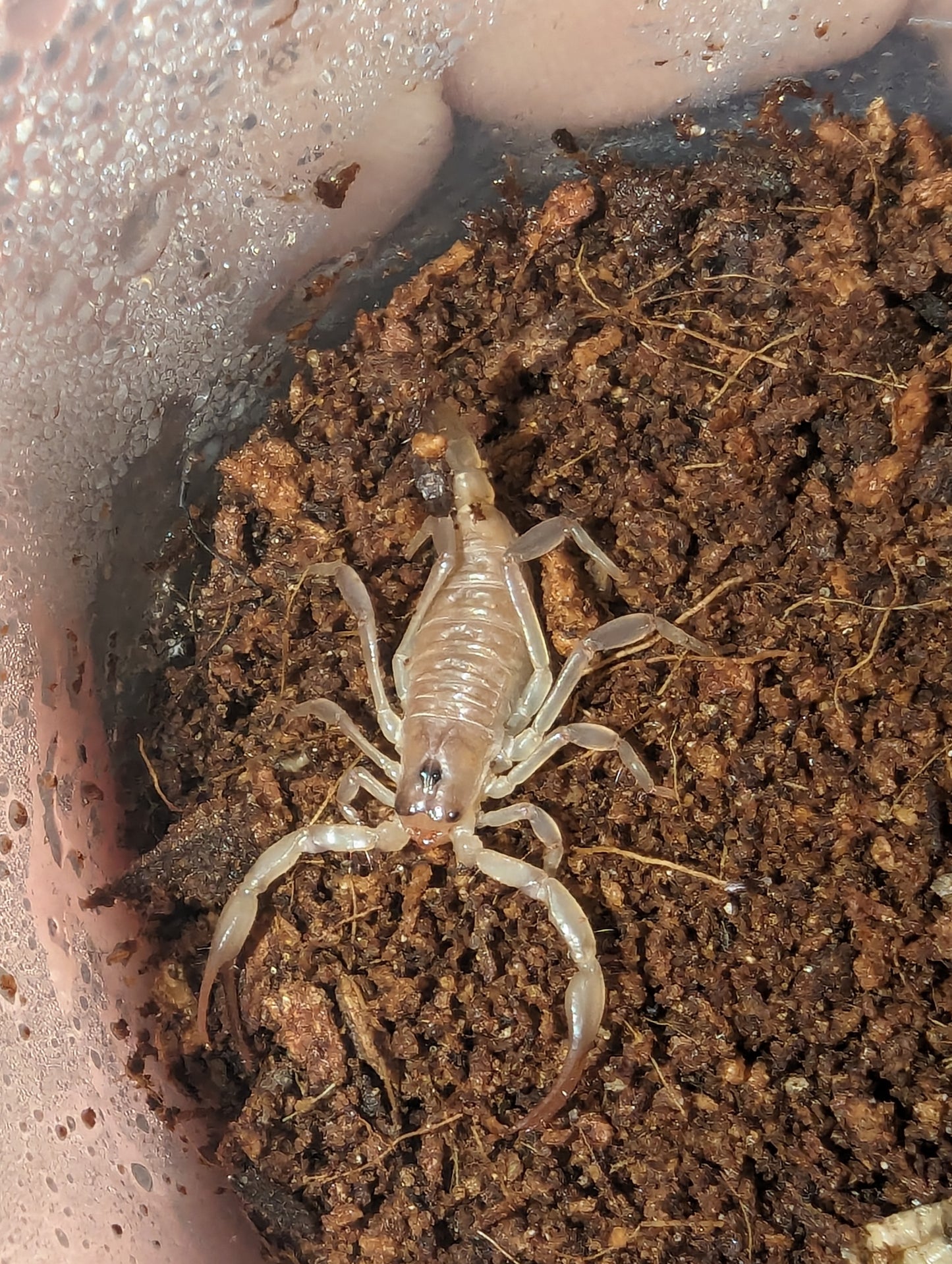 DESERT SCORPION (Urodacus yaschenkoi)