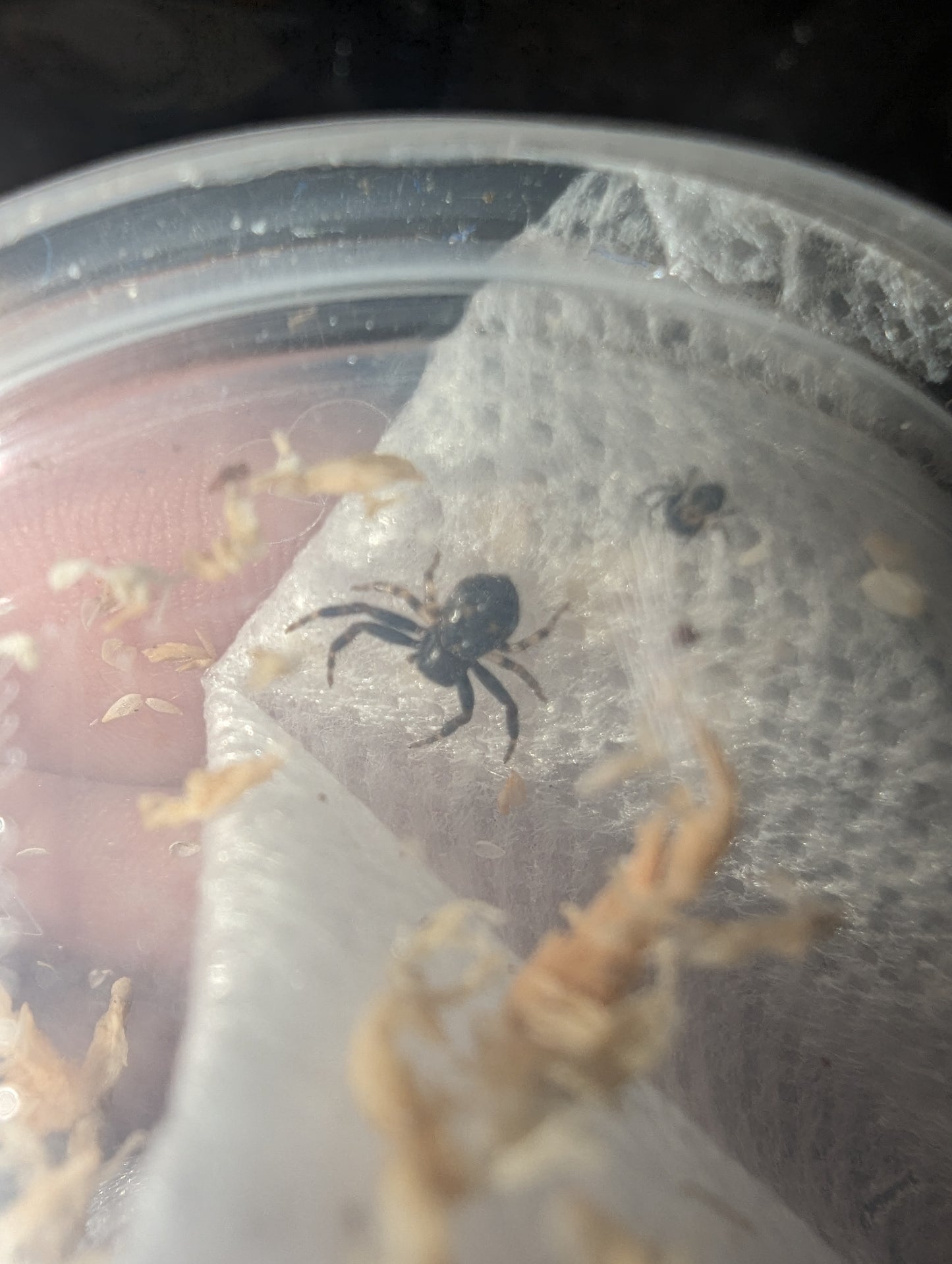 Social Nesting Crab Spider (Xysticus sp.)