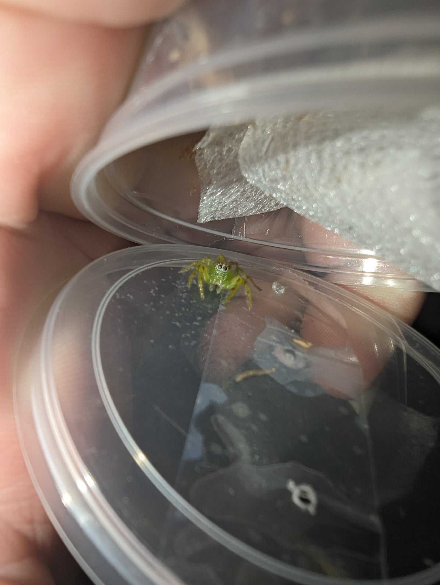 Giant Green Jumping Spider (Mopsus Mormon)