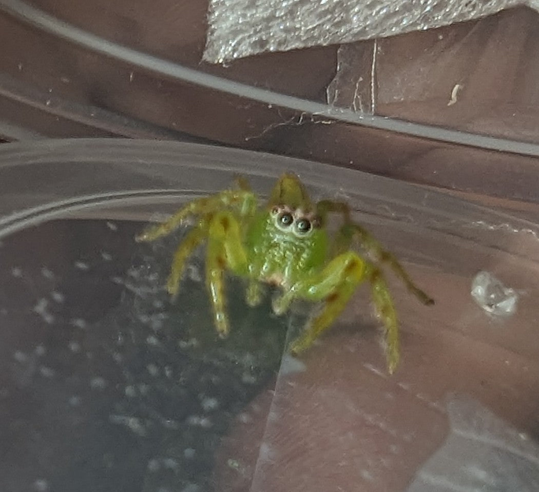 Giant Green Jumping Spider (Mopsus Mormon)