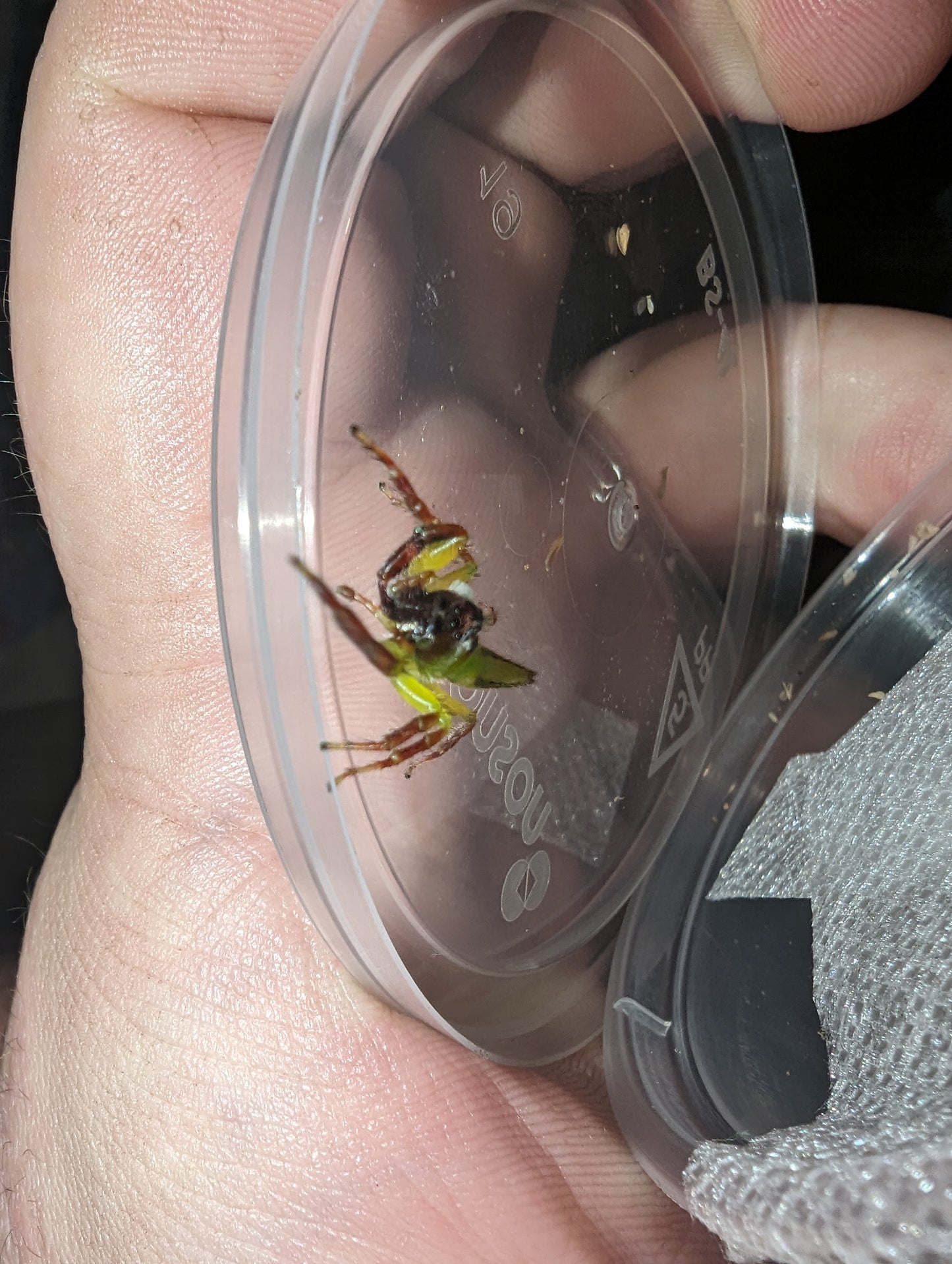 Giant Green Jumping Spider (Mopsus Mormon)