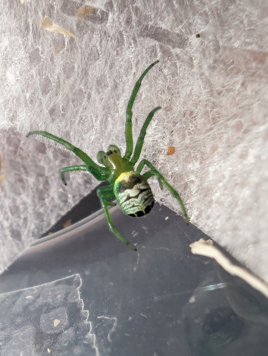 Alien Butt Spider (Bijoaraneus praesignis)