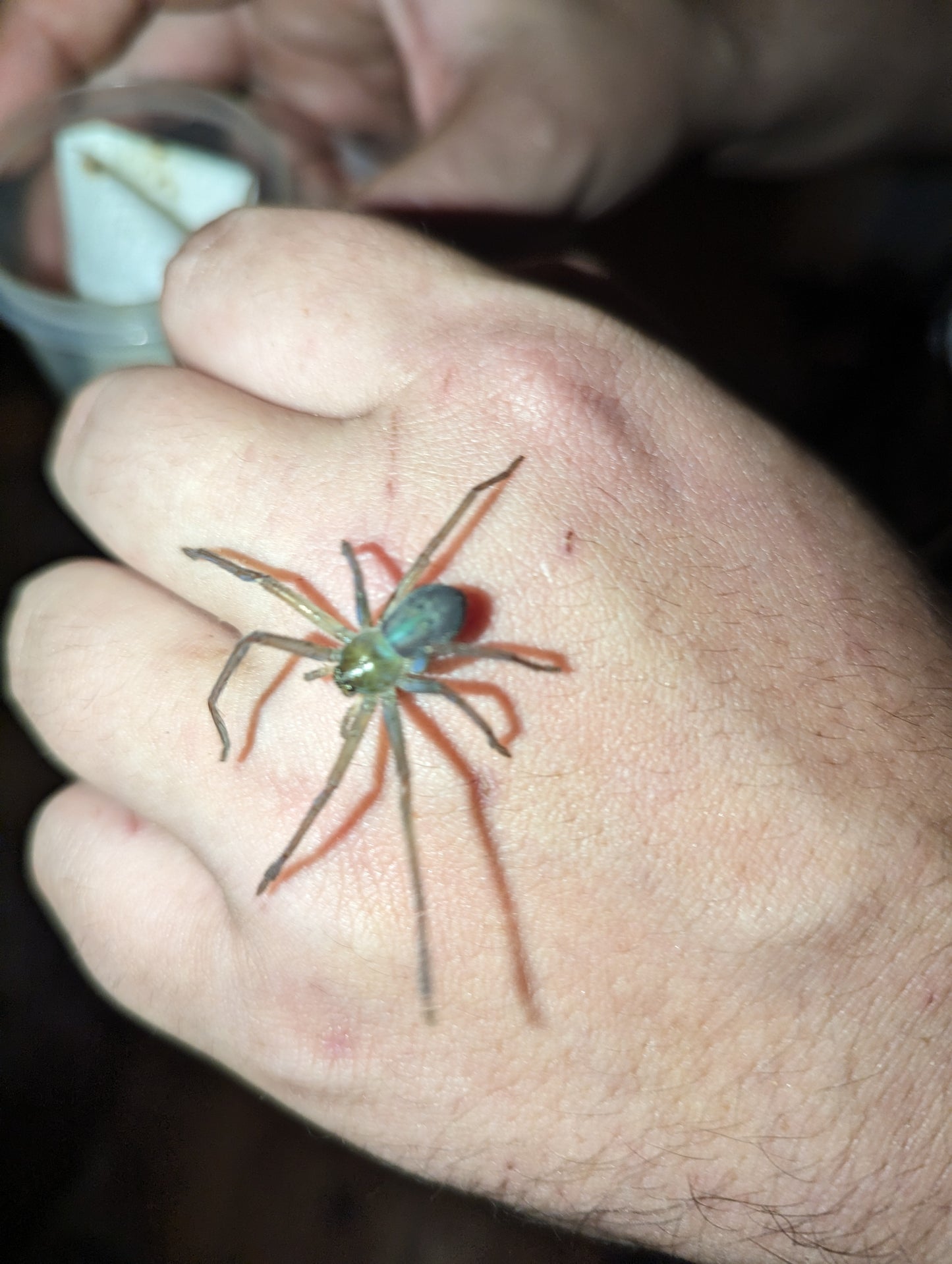 Giant Green-bellied Huntsman (Typostola barbata)