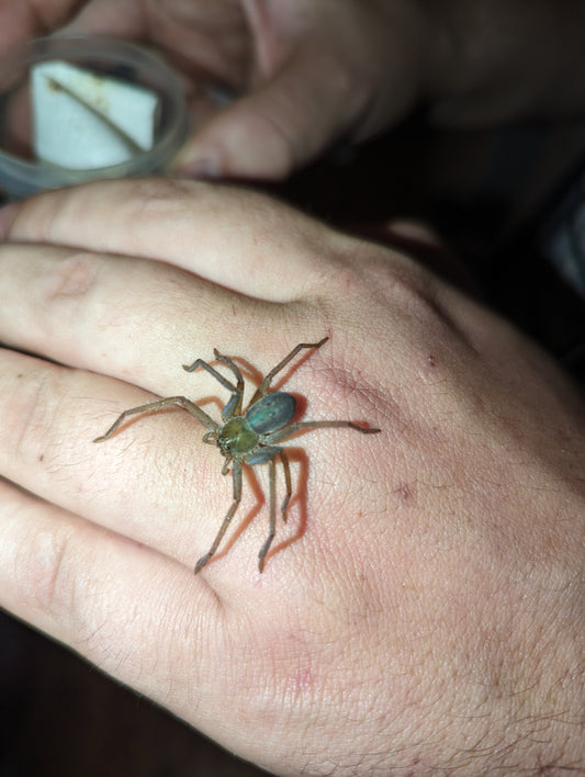 Giant Green-bellied Huntsman (Typostola barbata)