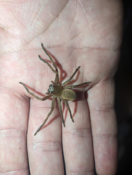 Beautiful Badge Huntsman (Neosparassus calligaster)