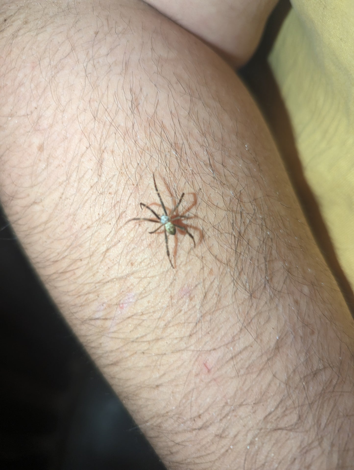 Banded Cross Spider (Argiope trifasciata)