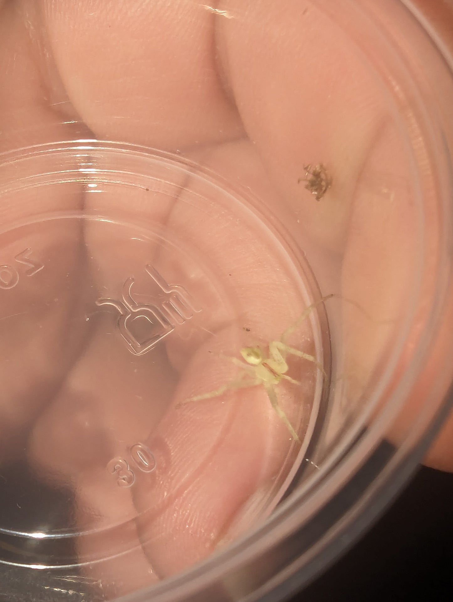 Red-tipped Crab Spider (Sidymella rubrosignata)