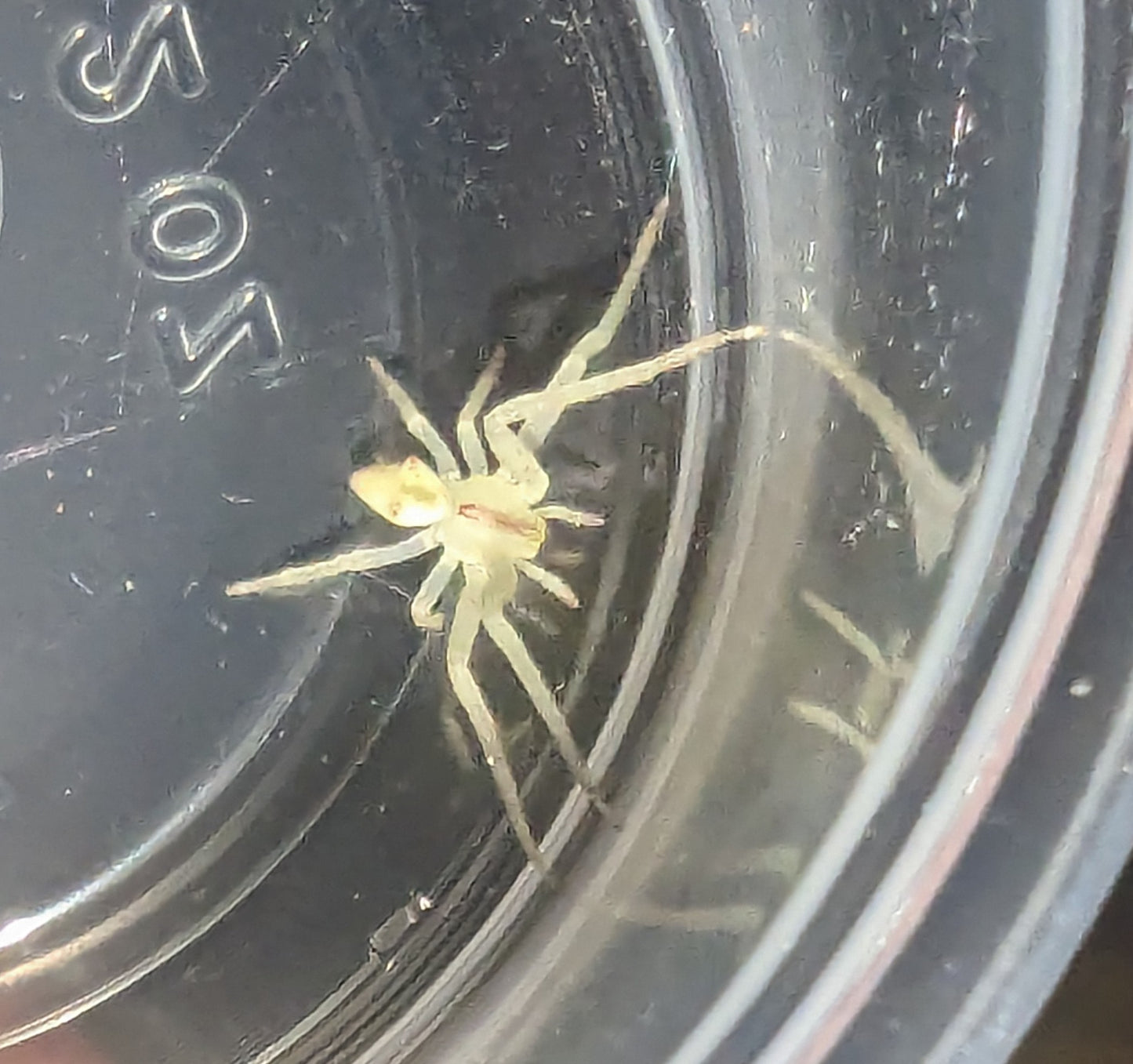 Red-tipped Crab Spider (Sidymella rubrosignata)