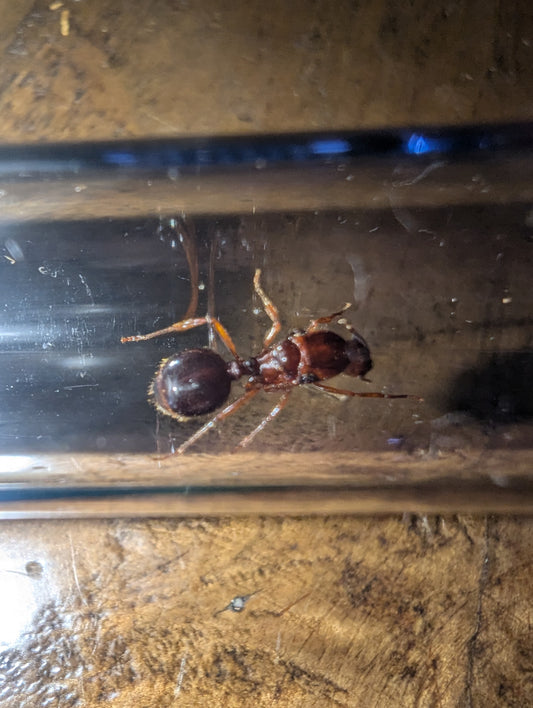 Funnel Ant Queen with Workers (Aphaenogaster sp.)