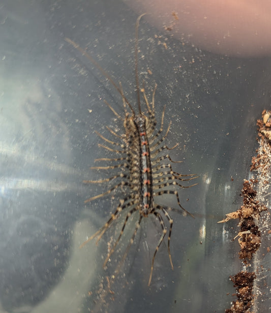 House Centipedes (Allothereua maculata)
