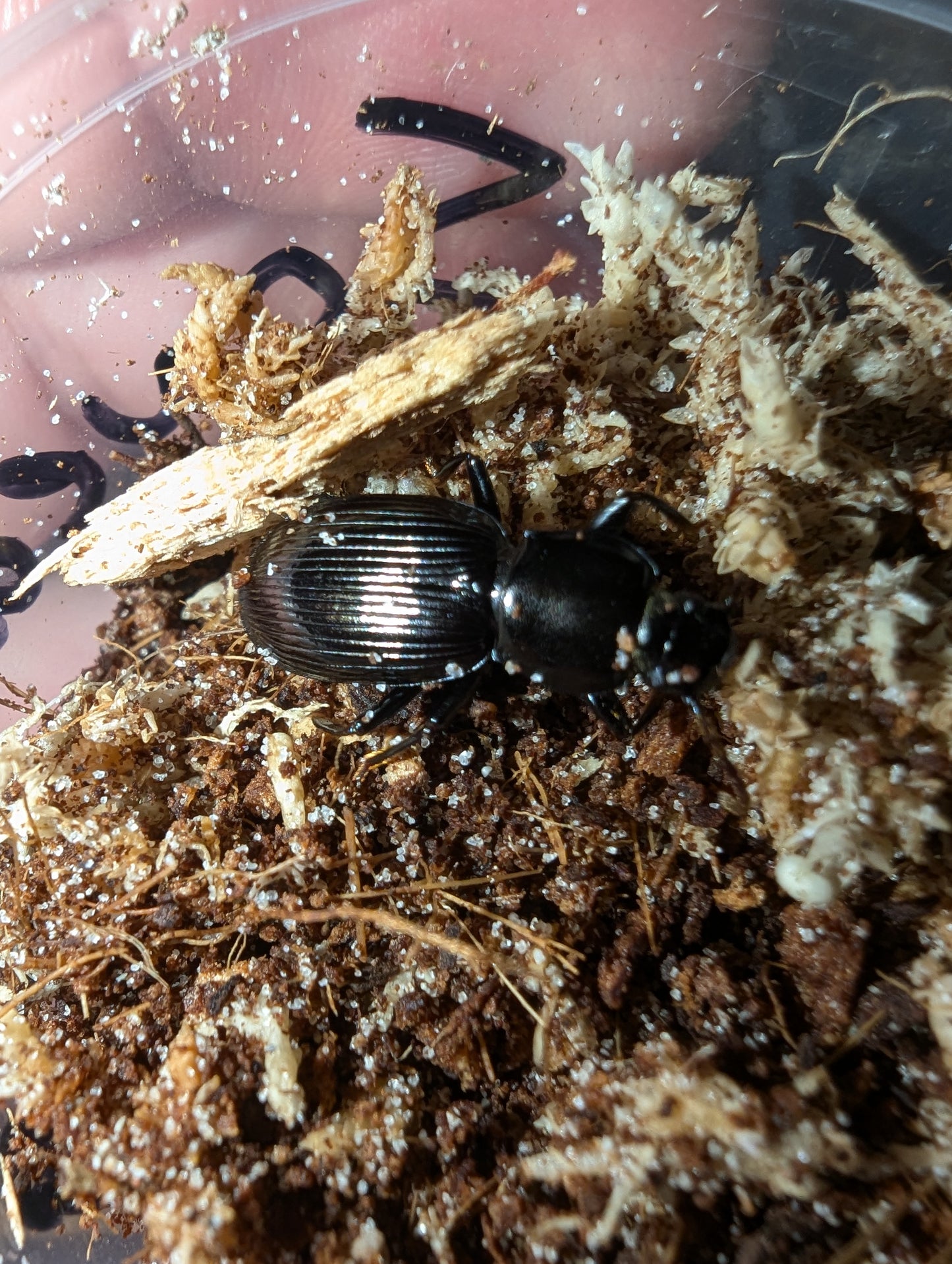 Squeaking Carabids