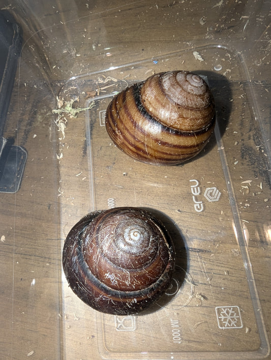 Fraser’s Banded Snails (Sphaerospira fraseri)