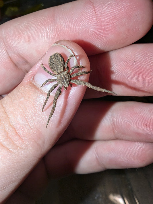 Cambridge’s Crab Spiders (Isala cambridgei)