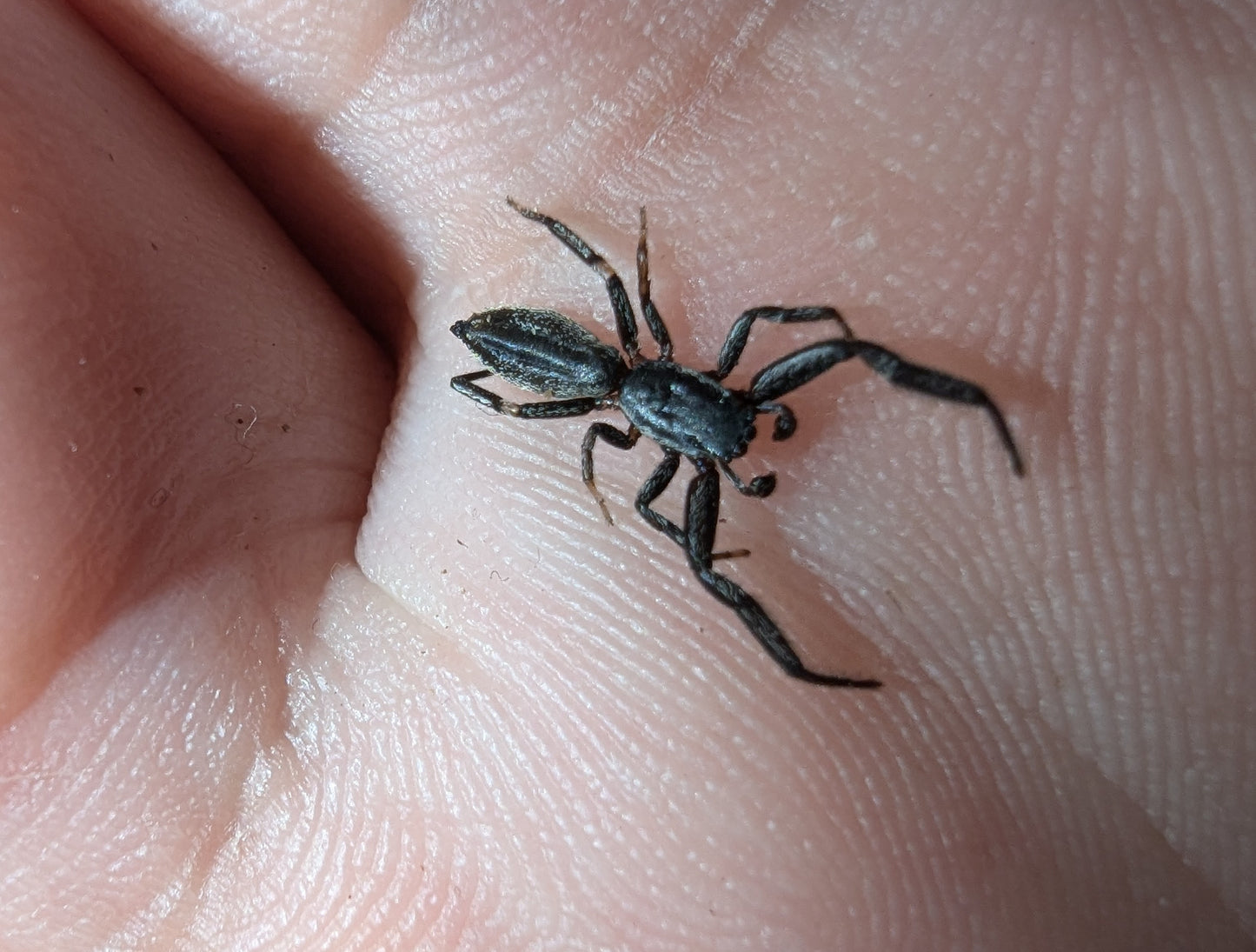 Flat Jumper (Holoplatys sp.Grey)