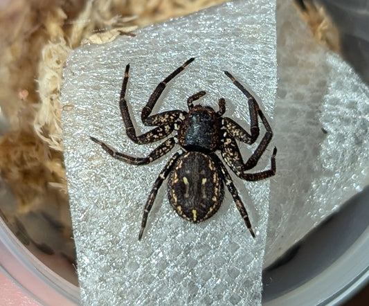 Rural Crab Spider (Tharpyna campestrata)