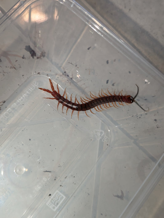 Orange-Footed Centipede - Cormocephalus aurantiipes