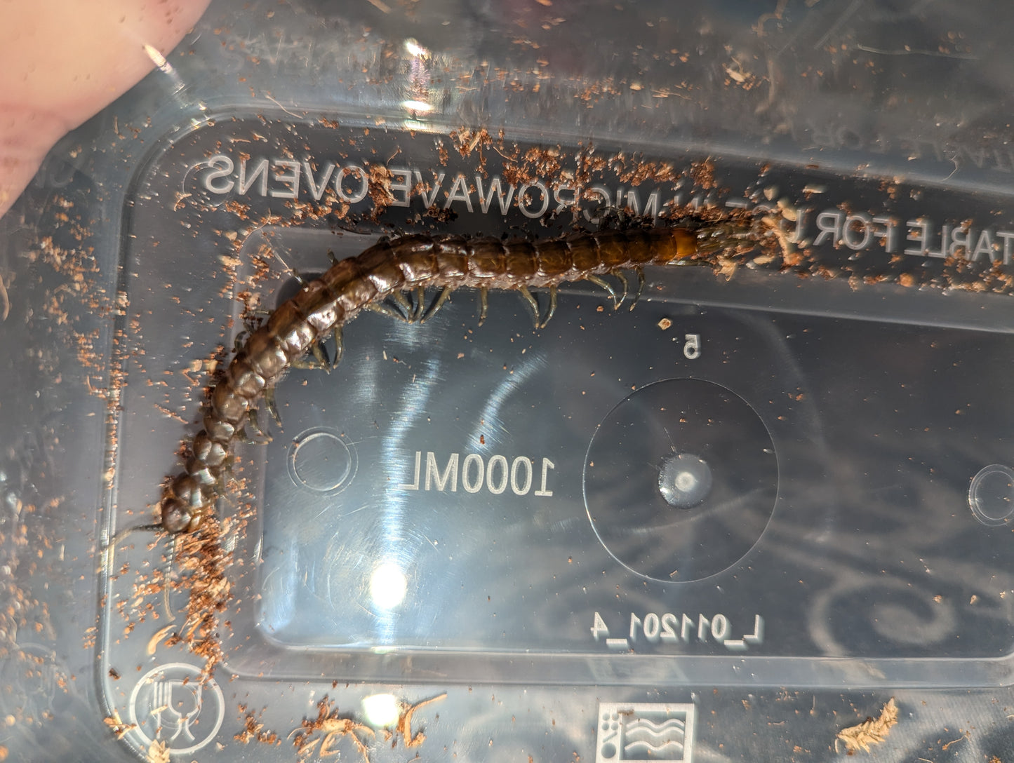 River Centipede (Cormocephalus esulcatus)