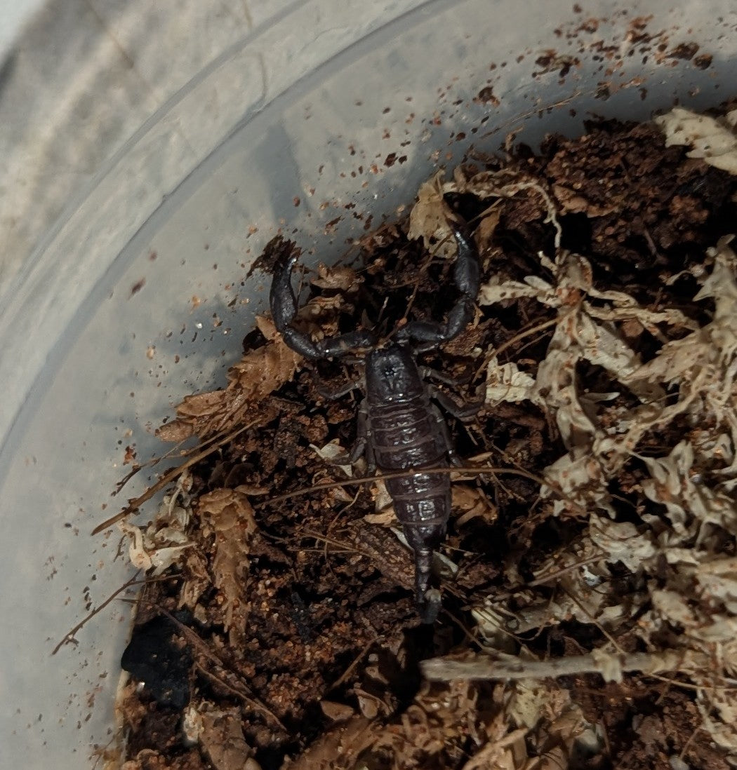 Rainforest Scorpions (Hormurus sp.)