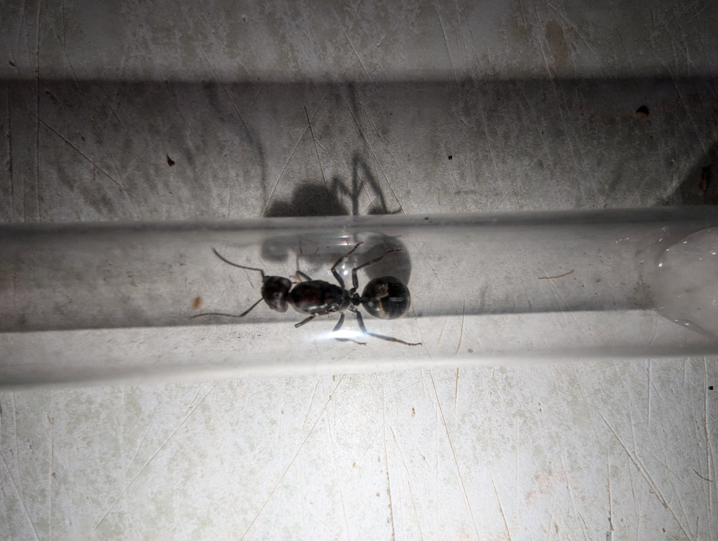 Camponotus suffuses suffuses With Eggs