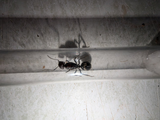 Camponotus suffuses suffuses (Dropped wings but yet to lay)