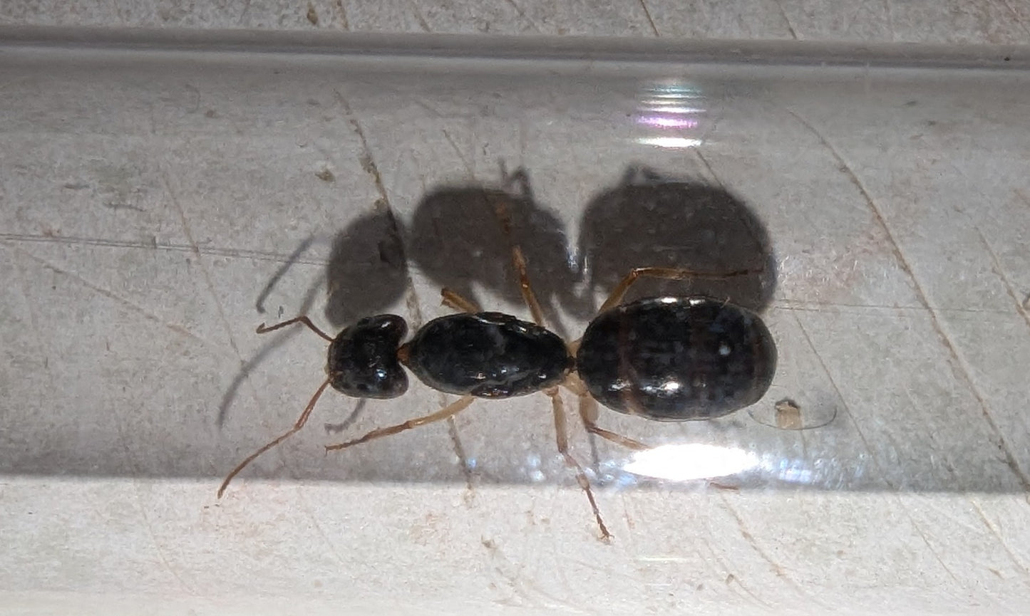 Unknown Camponotus -Central Victoria (with egg)