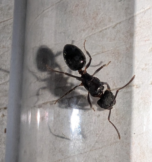 Notoncus ectatommoides (Queens with eggs)