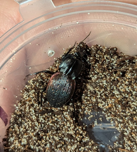 Red fringed Carabid Beetles (Pamborus guerneri)