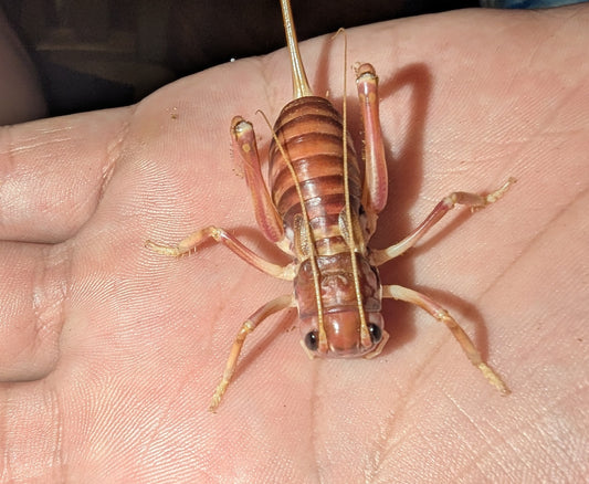 Raspy Cricket