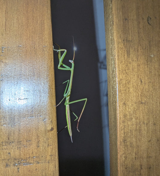 Purple-winged (Tenodera australasiae) nymphs