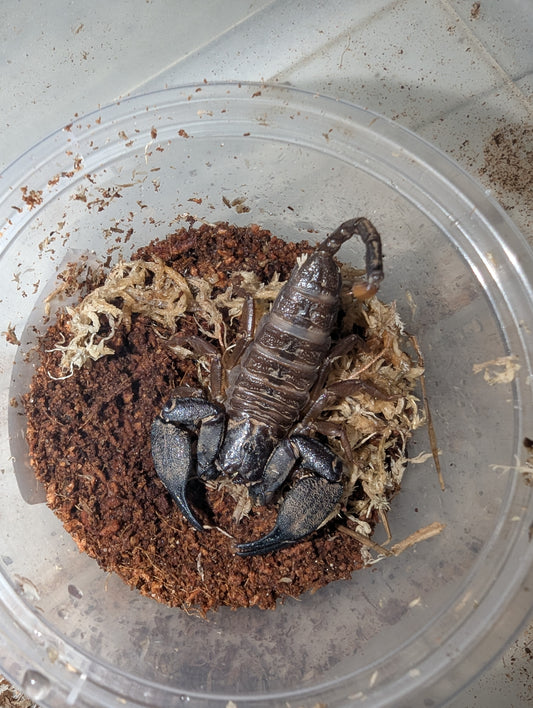 Rainforest Scorpions (Hormurus sp.)