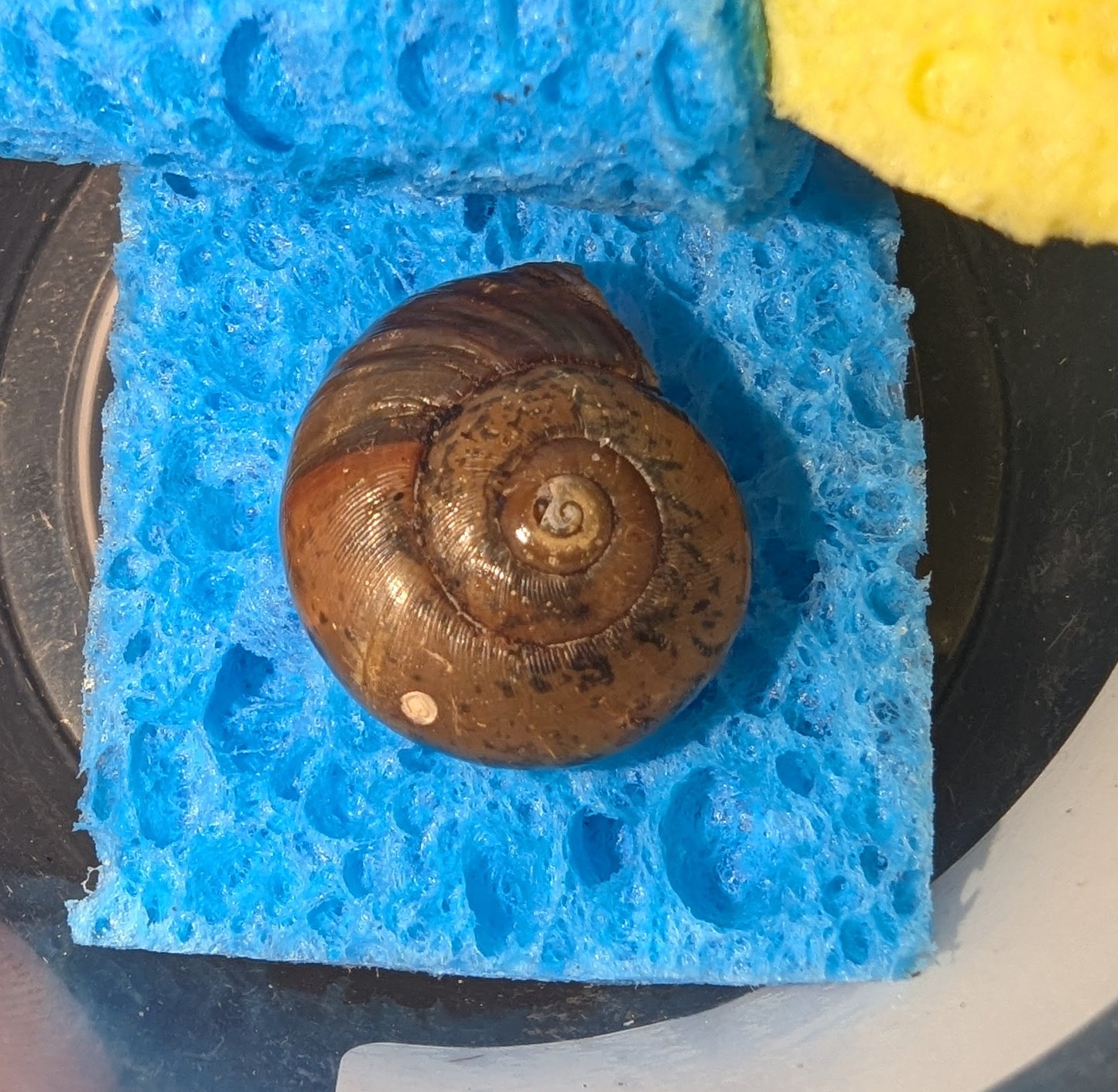 Glenugie Carnivorous Snails (Annabellia assimilans)