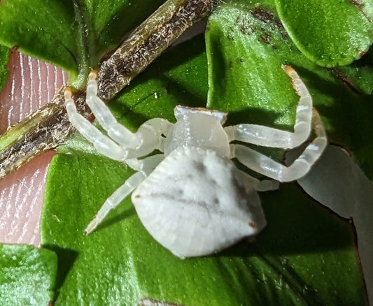 Spectacular Crab Spider (Thomisus spectabilis)