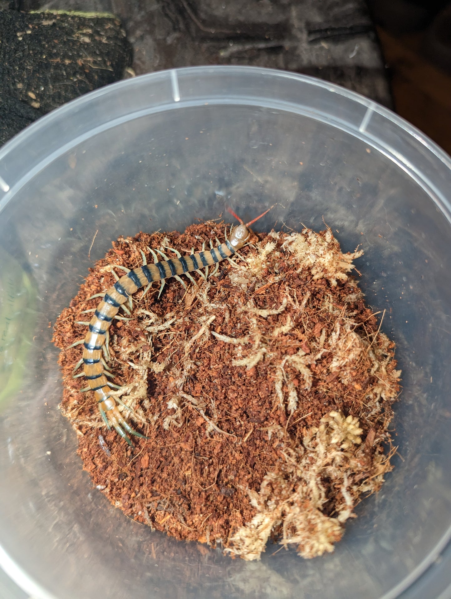 Giant mallee centipede (Scolopendra morsitans) SA mallee form adults