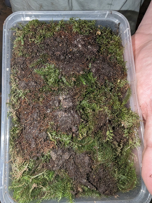 Live Moss