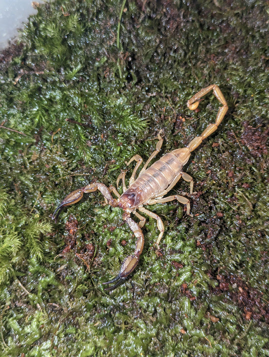 Flinders Ranges Scorpions (Urodacus elongatus)