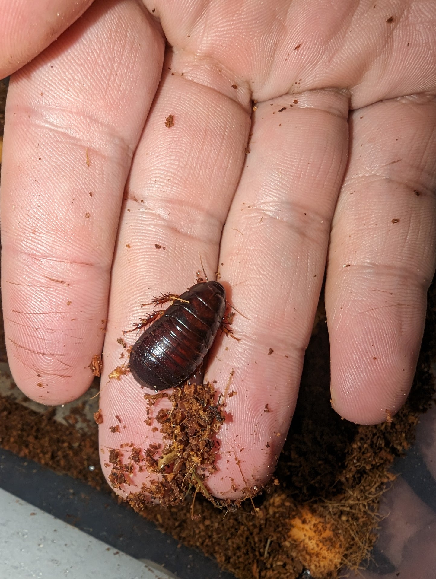 Burrowing Woodroaches (Panesthia Cribrata)