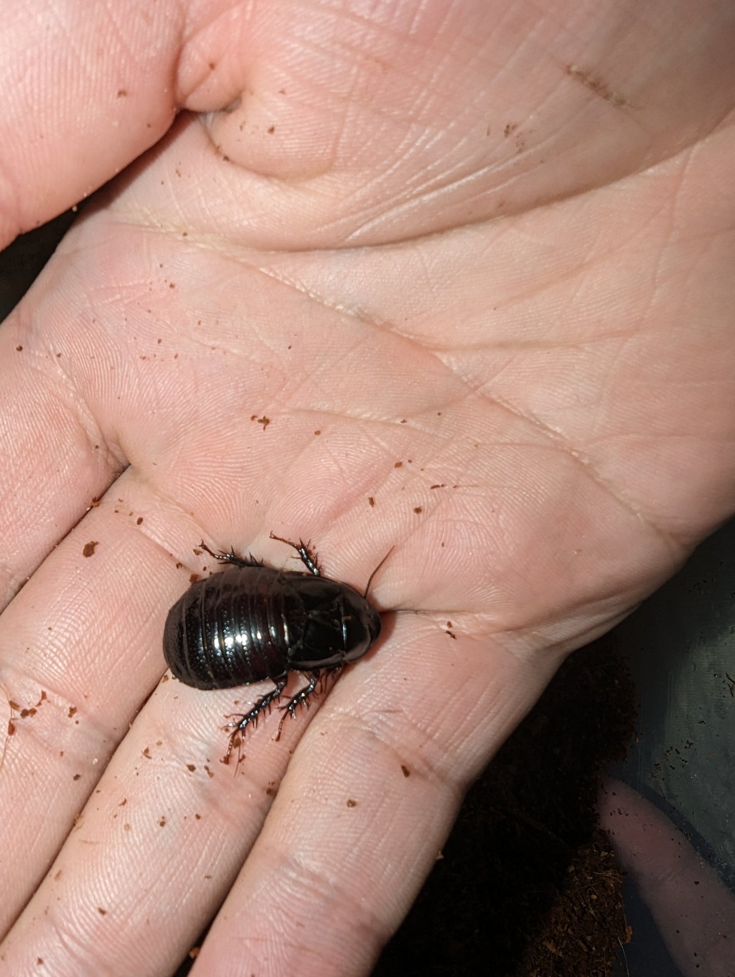 Burrowing Woodroaches (Panesthia Cribrata)