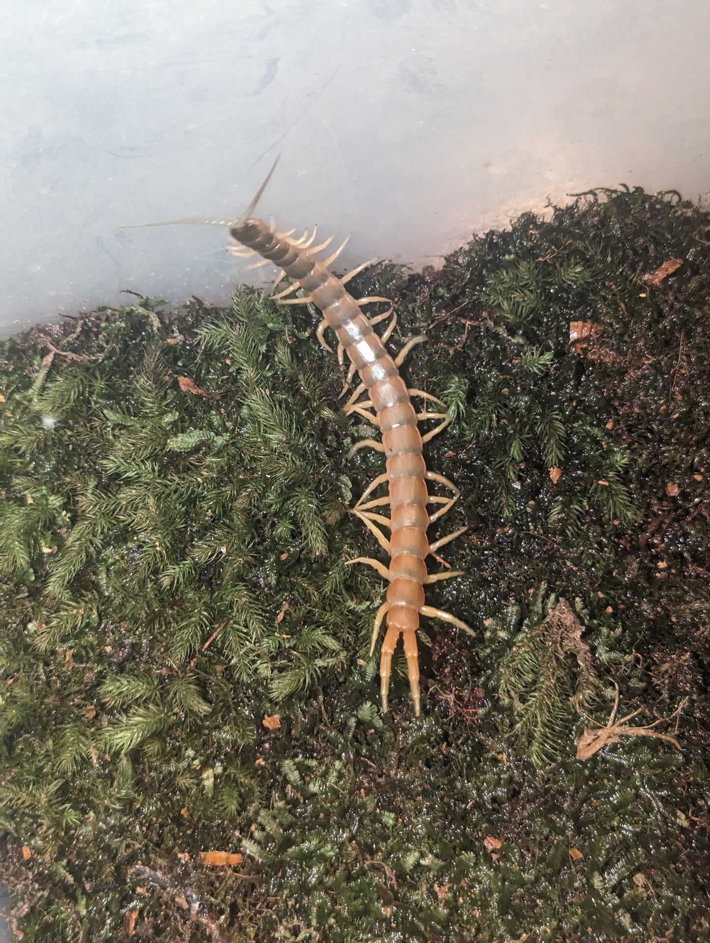 Giant Centipede (Ethmostigmus rubripes)