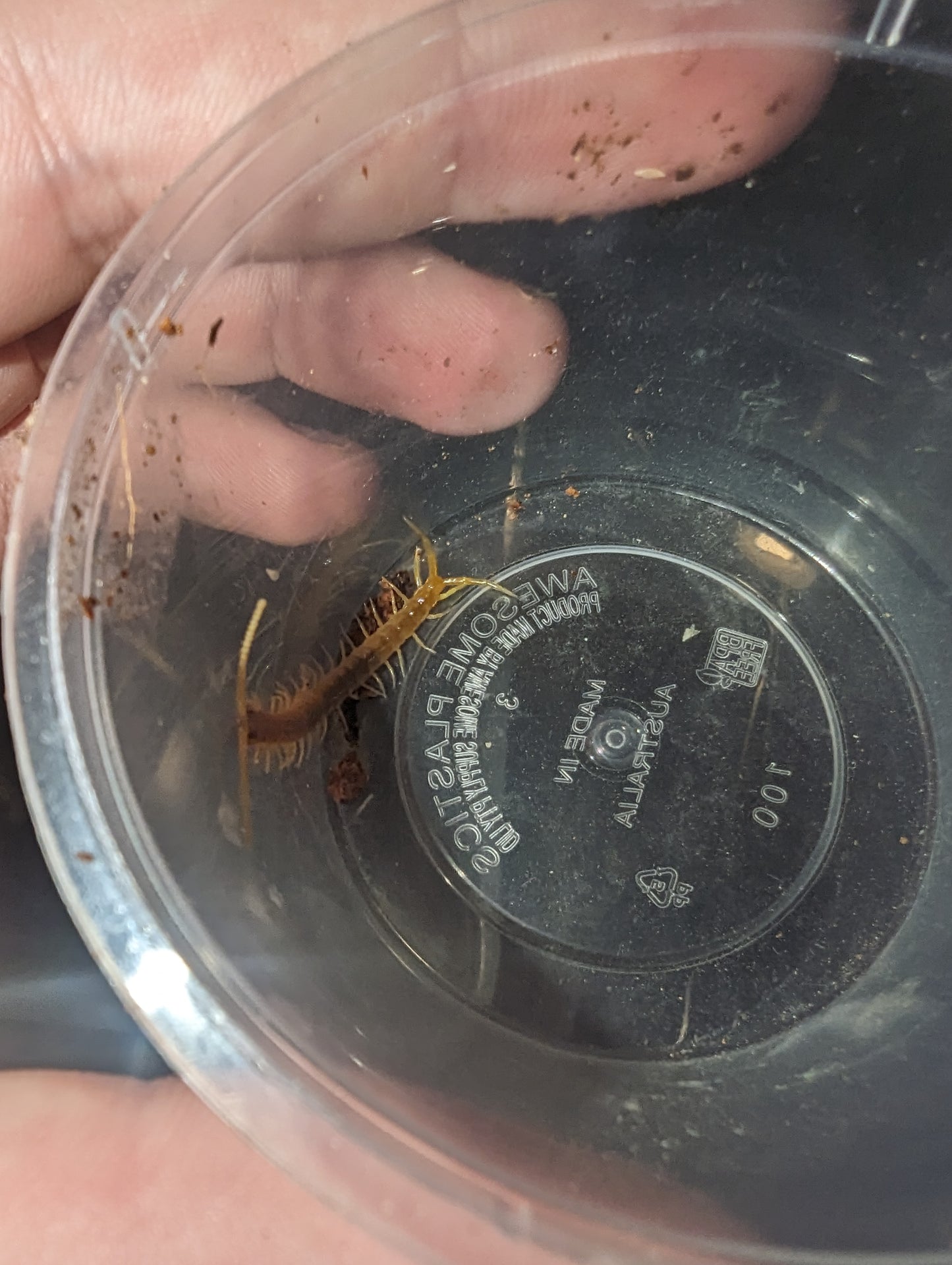 Giant Centipede (Ethmostigmus rubripes)