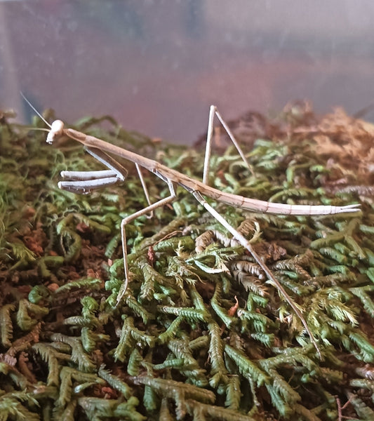 Stick Mantis (Archimantis latistyla) nymphs
