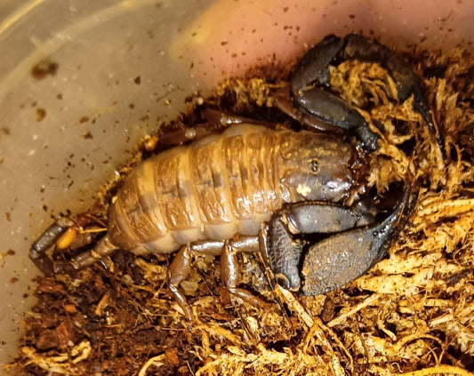 Rainforest Scorpions (Hormurus sp.)