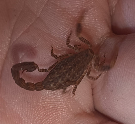 Marbled Scorpion (Lychas variatus)