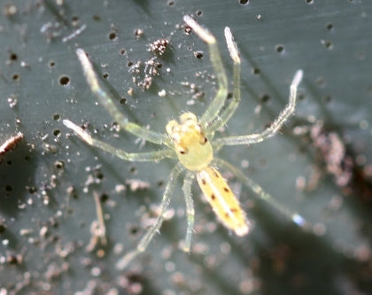 Maria's Rainforest Jumping Spider (Astilodes mariae)